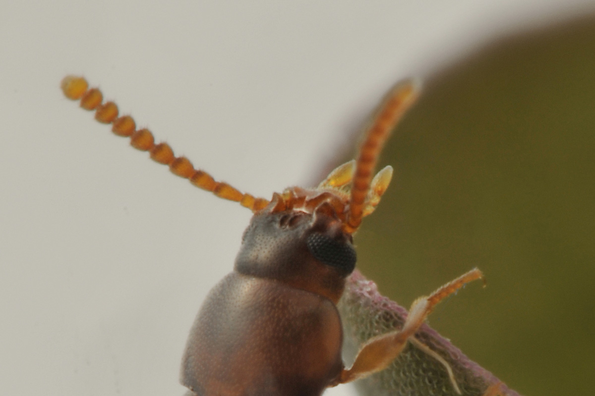 Tenebrionidae: maschio di Alphitophagus bifasciatus